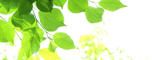 CIENiVGj I[o[z[EvC̔TCg